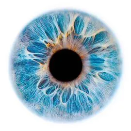 Интерфейс сканирования в WebWellness для wellness-специалистов